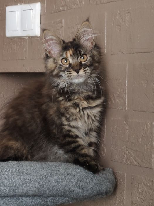 Dziewczynka Maine Coon