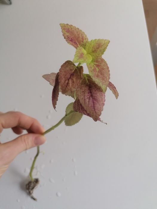 Szczepki koleusów i trzykrotki