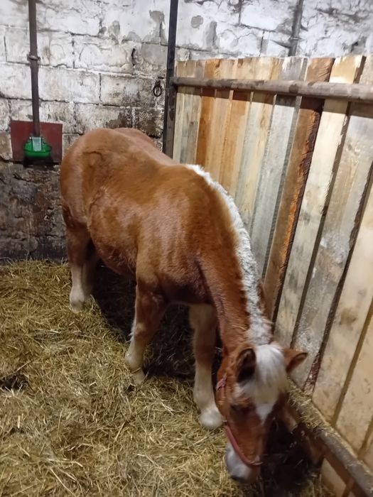 Źrebak Zimnokrwisty