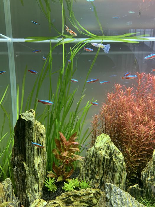 Nurzaniec (Vallisneria)
