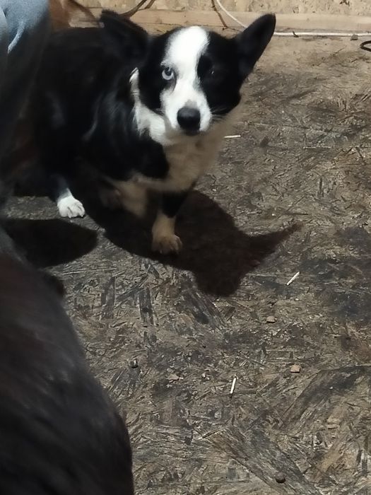 6 kg sunia w typie corgi szuka domu