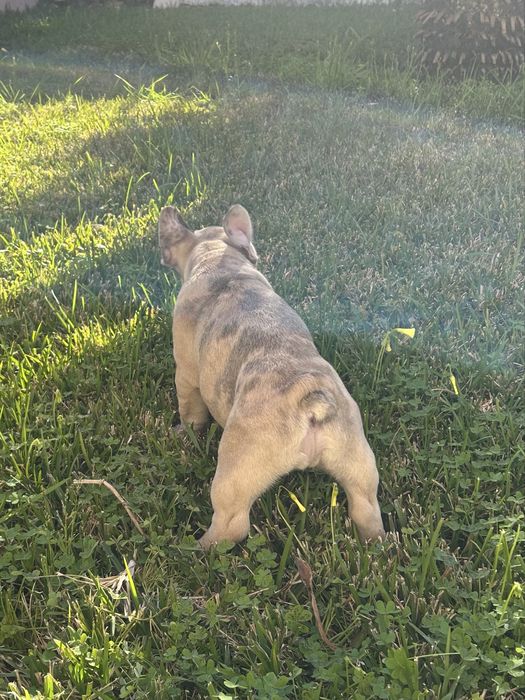 Bulldog frances Menina