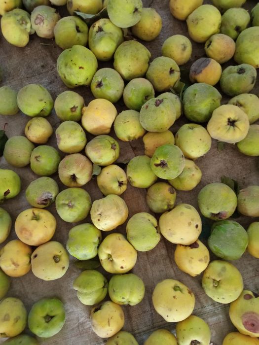 Marmelos biológicos