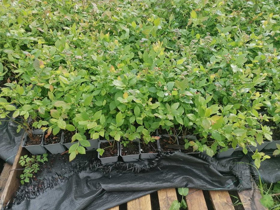 Vende-se Plantas de Mirtilos JÁ com Frutos!