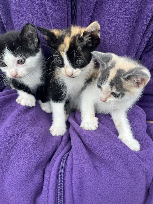 Gatinhas para dar