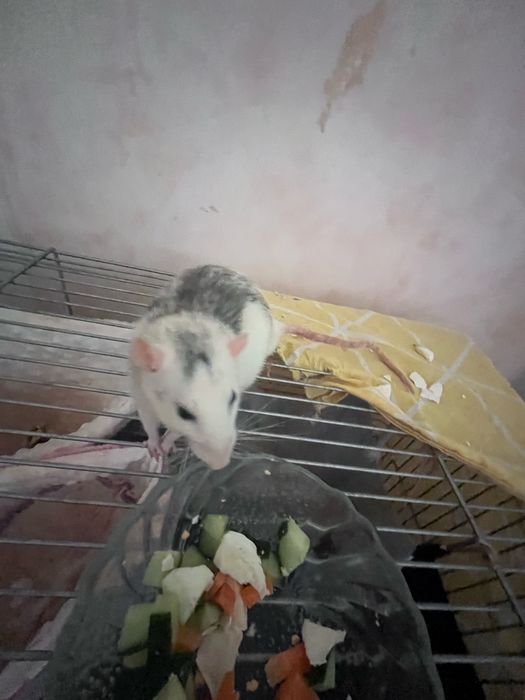 продам пацючків з кліткою