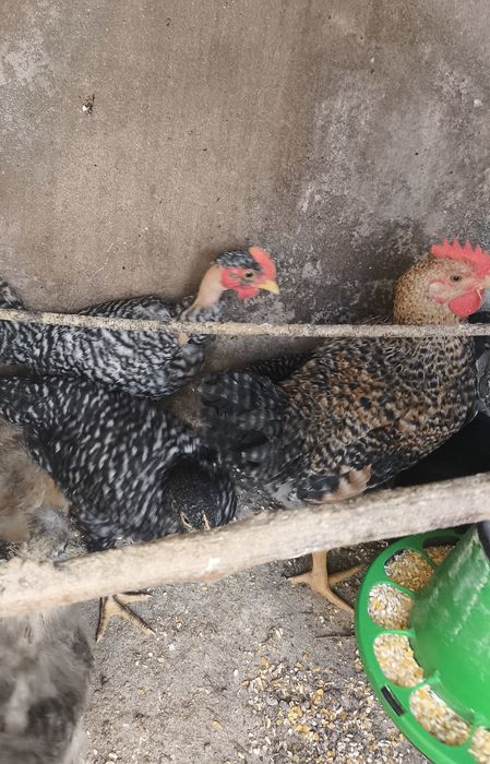 Leghorn, Jersey, pedrezes, garnizos e pintos de carne