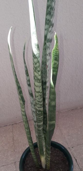 Espada de São Jorge