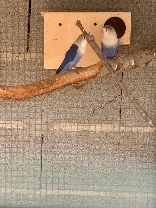 Agapornis e Periquitos Puros