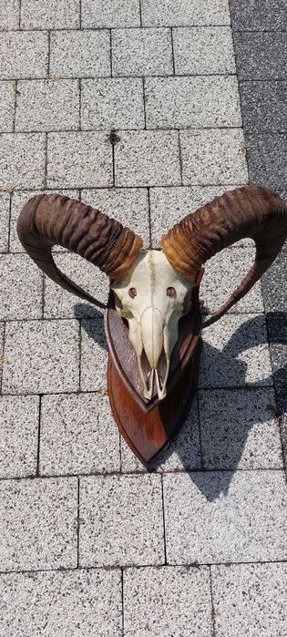Tryk muflon trofeum poroże rogi ślimy z czaszką