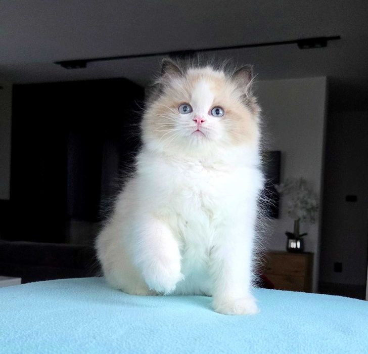 Ragdoll kocur z rodowodem FPL.
