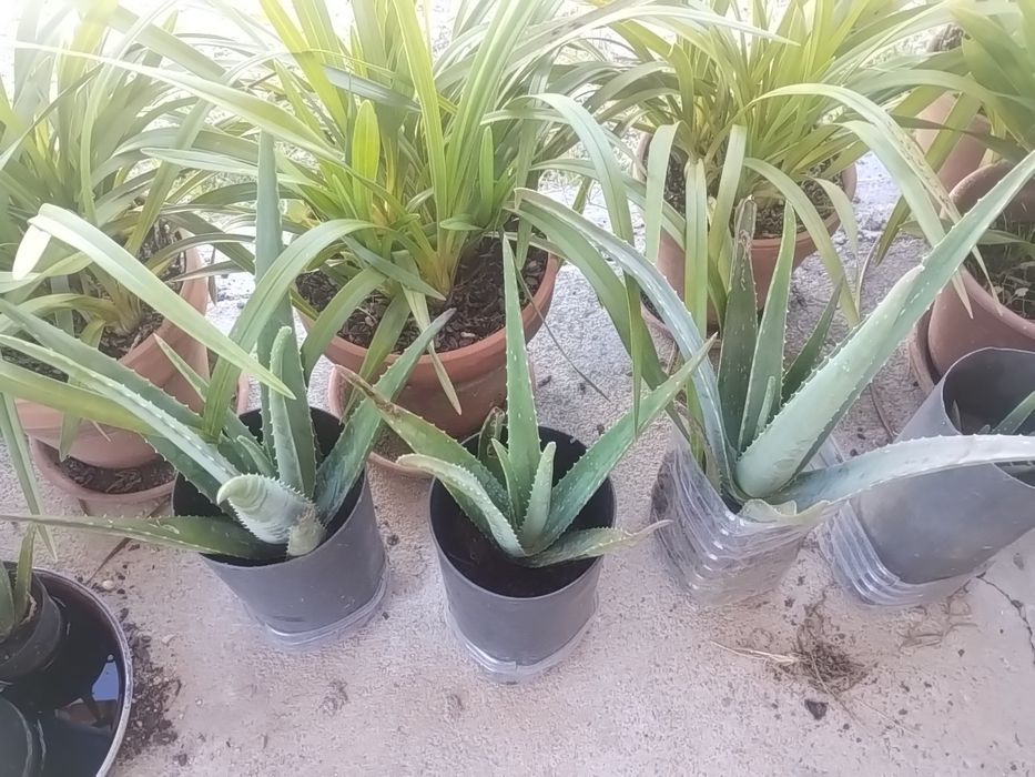 Aloe vera envasado