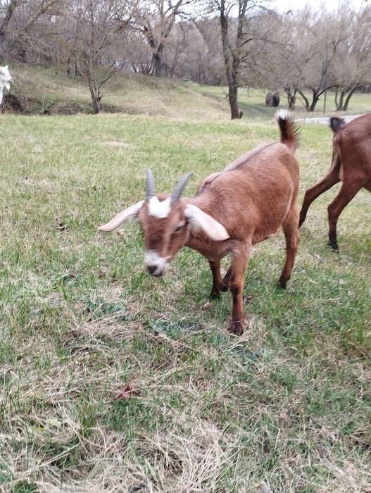 Козочки козенята