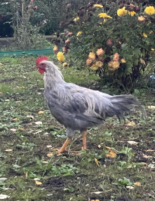 Легорн. Італійська несучка Ізабелла. Півні. 4 місяці.