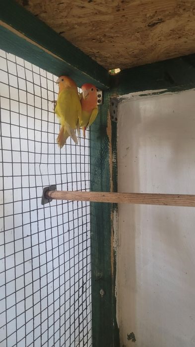 Nierozlaczki czerwonoczelne