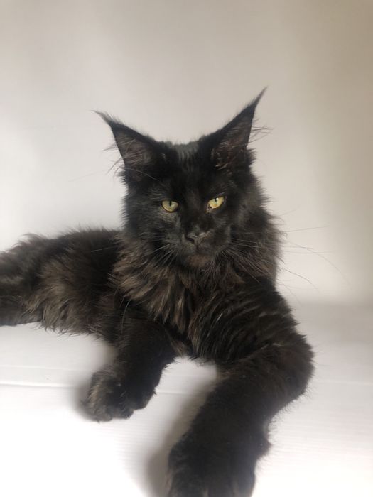 Кошеня Мейн Кун і дорослі кішки