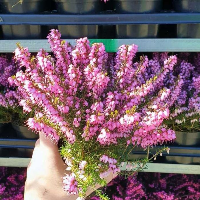 Wrzosiec darlejski RÓŻOWY. Sadzonka