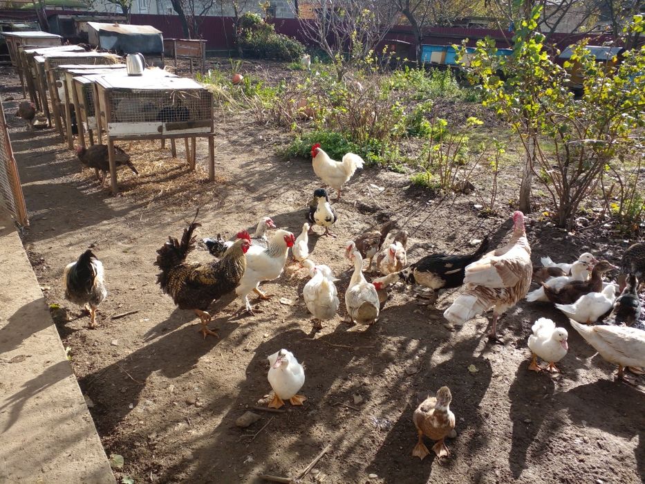 Продам когутів,фенікси