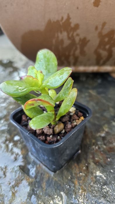 Grubosz Crassula Gothmog