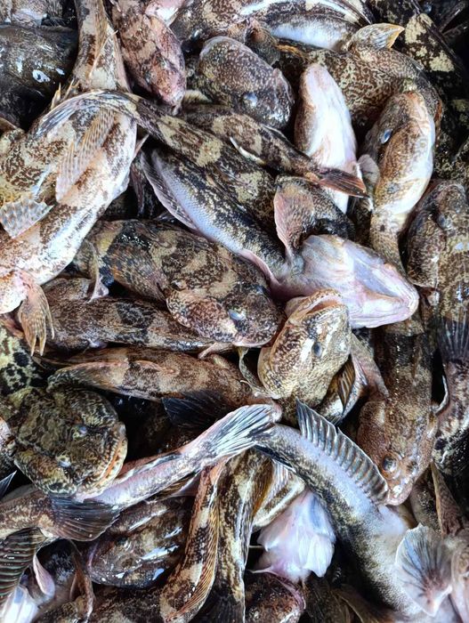 Икра,колбасы ,рыба с икрой ,креветка  опт/розница