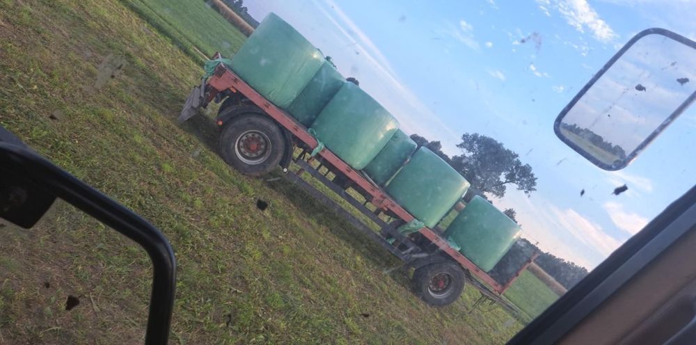 Bele sianokiszona trawy siewne