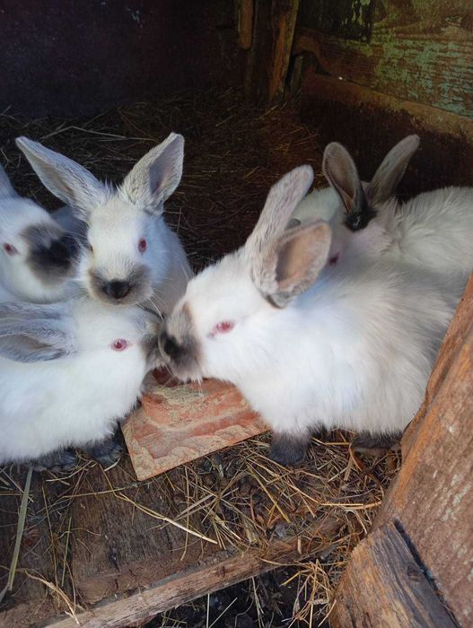 Продаються кролики каліфорнійці