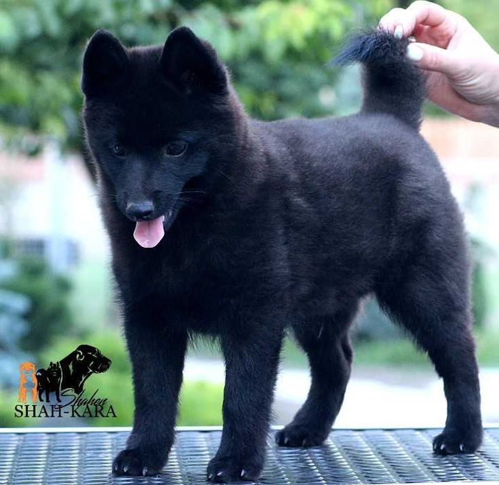 Шикарний хлопчик Шипперке