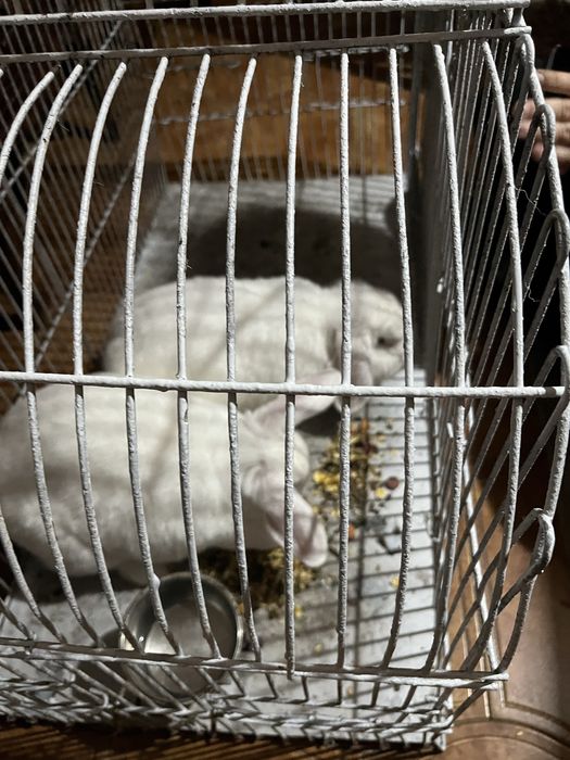 Casal de coelhos de estimaçao