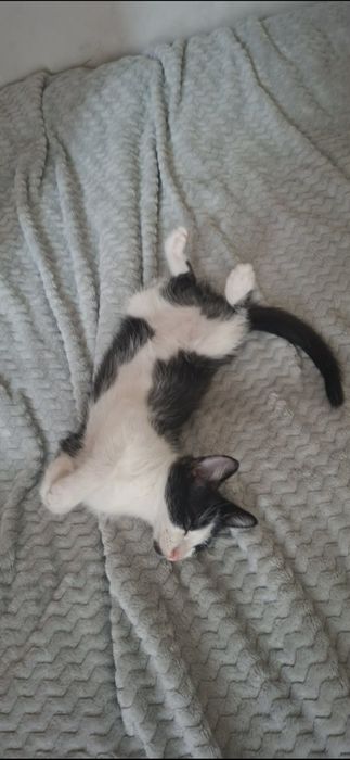 Oddam kotki do adopcji