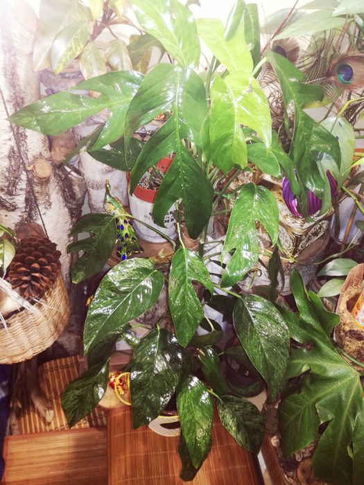 Epipremnum Pinnatum Baltic Blue Mint Variegata Monstera Philodendron