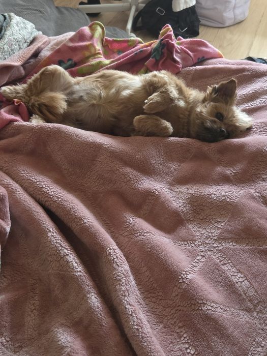 Petsitter,passeios e cuidados513895168475801603