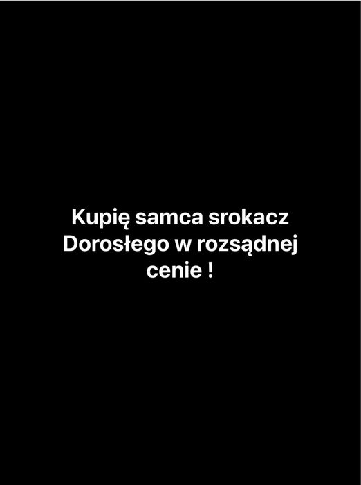 Samiec srokacz .
