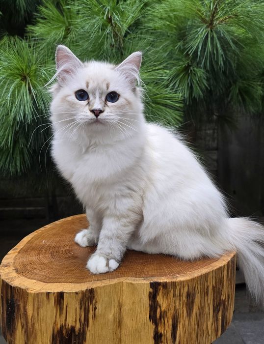Koteczka neva masquerade /znalazla swoj dom/