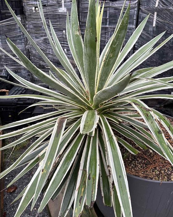 Агава вузьколистова AGAVE