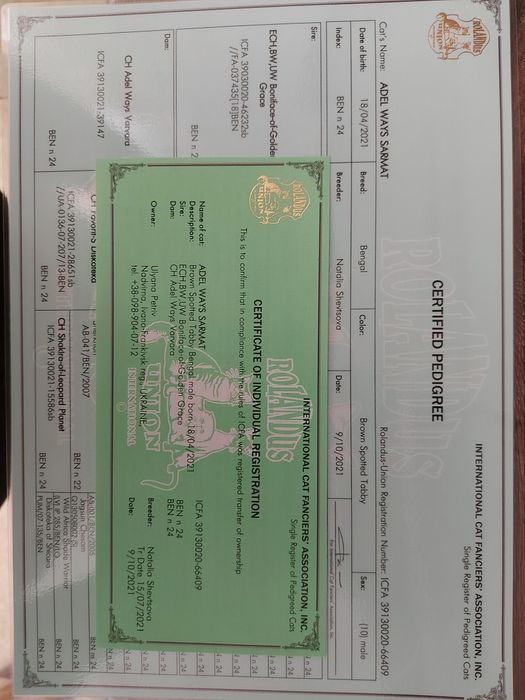 Бенгал племінний самець та його потомство