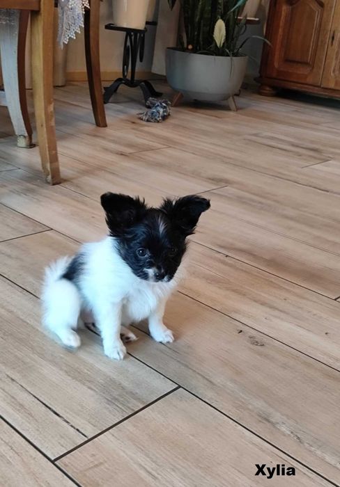 suczka papillon ZKwP