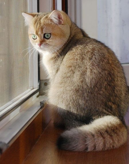 Вязка кота Золотая шиншилла