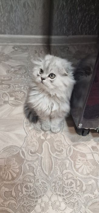 Мальчик вислоушка персидская серебристая шиншила