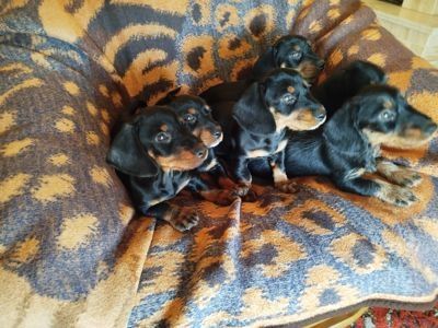 Дуже Добрі Таксята