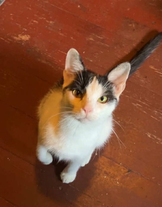 Pokochaj i Przygarnij Zuźka