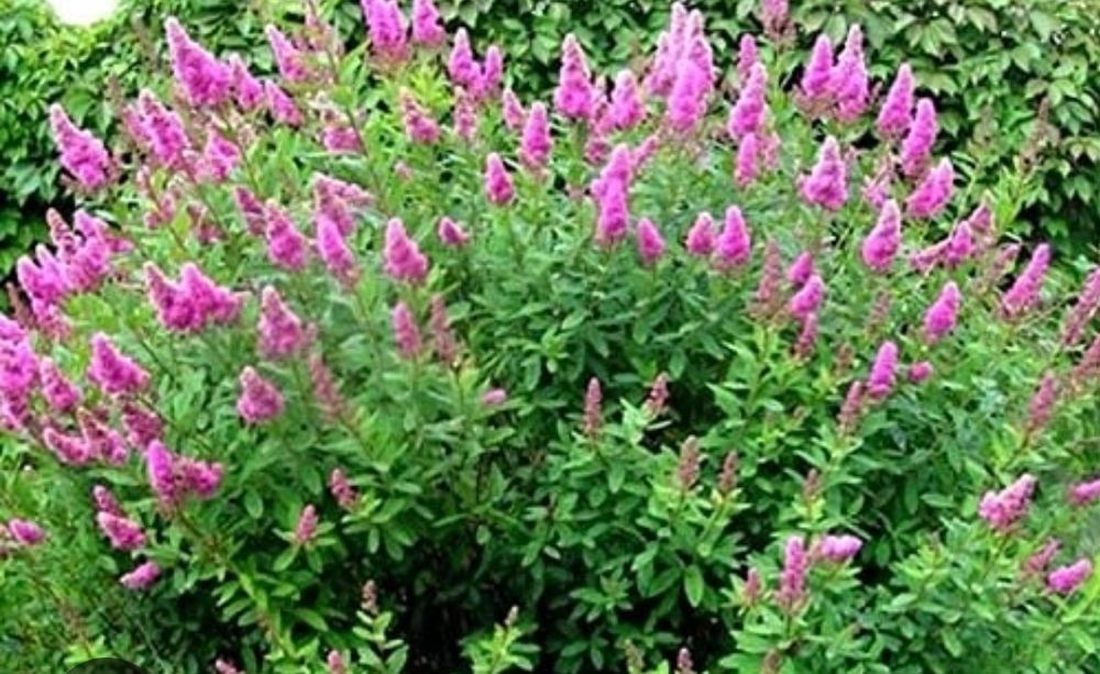 Tawuła Billarda Wierzbolistna