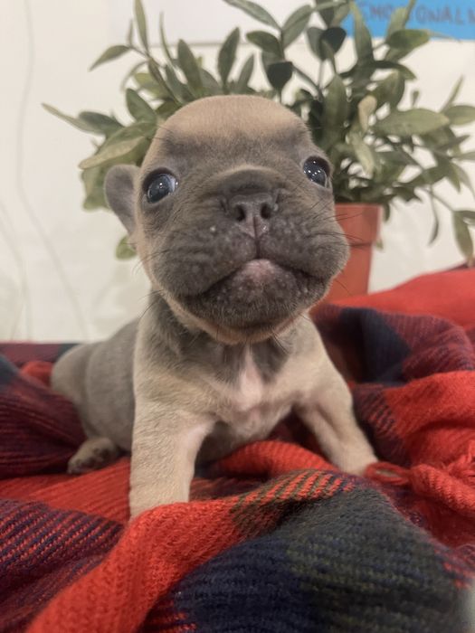 Filhote de Bulldog Francês - Blue Fawn
