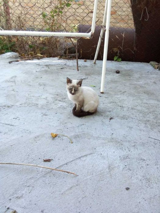 Кошенятка, віддам