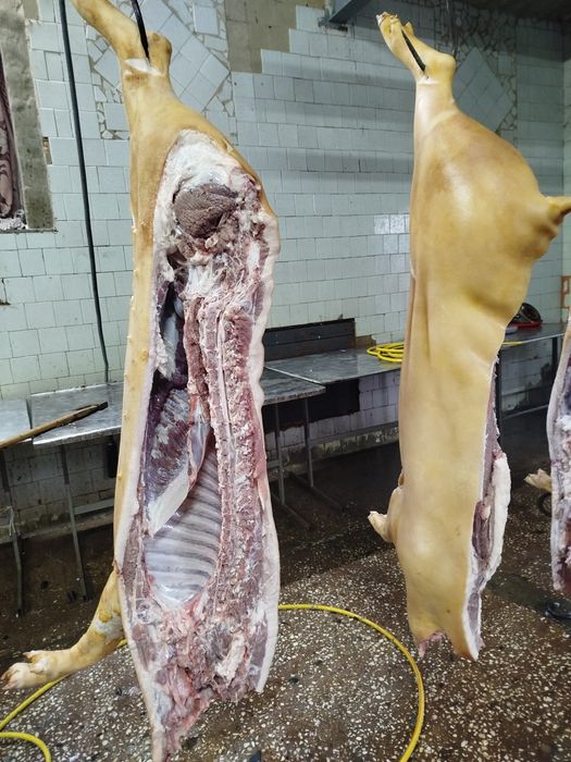 Продам свині м'ясного напрямку, тушкою.