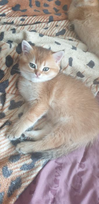 Продаються котенята , Британська шиншила золотиста