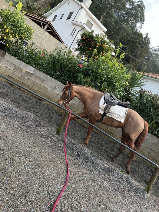 Vendo Egua Puro Sangue Inglesa