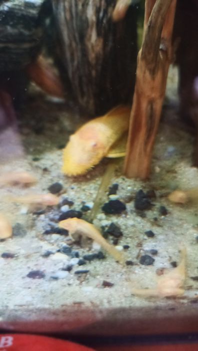 Glonojady (Ancitrus albino )