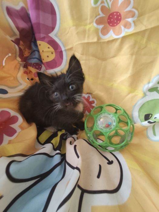 Kociaki do adopcji