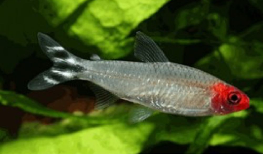 Nariz bebado peixe de cardume