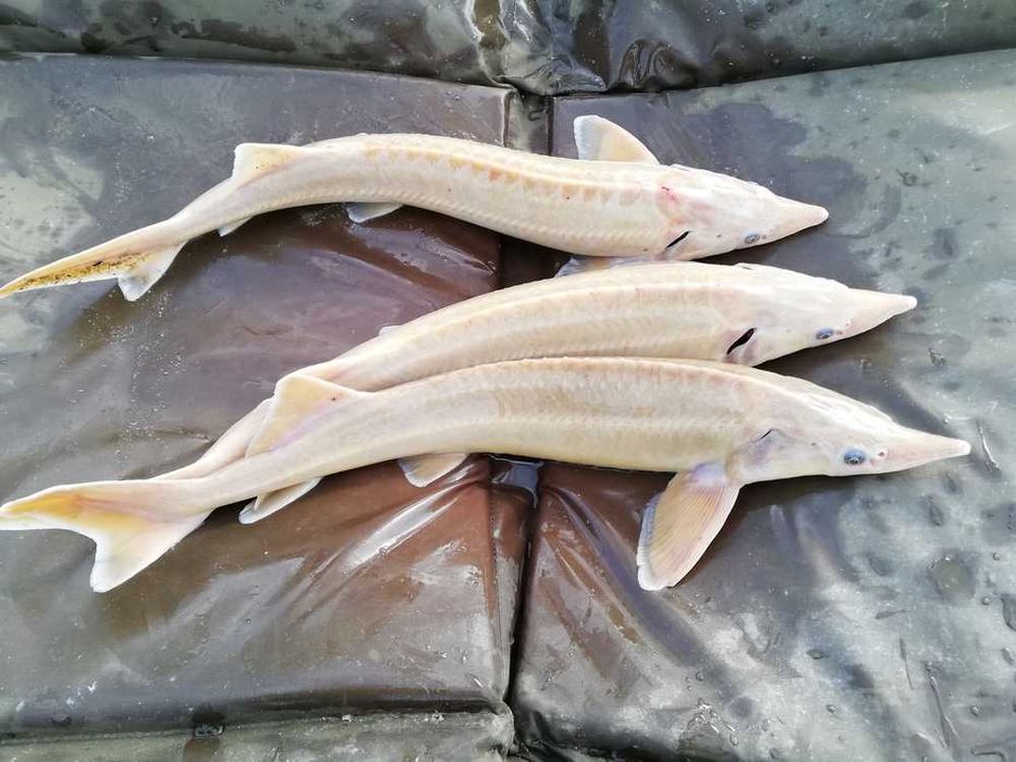 MISIEKZOO Ryby Oczko - Jesiotr Syberyjski Albinos